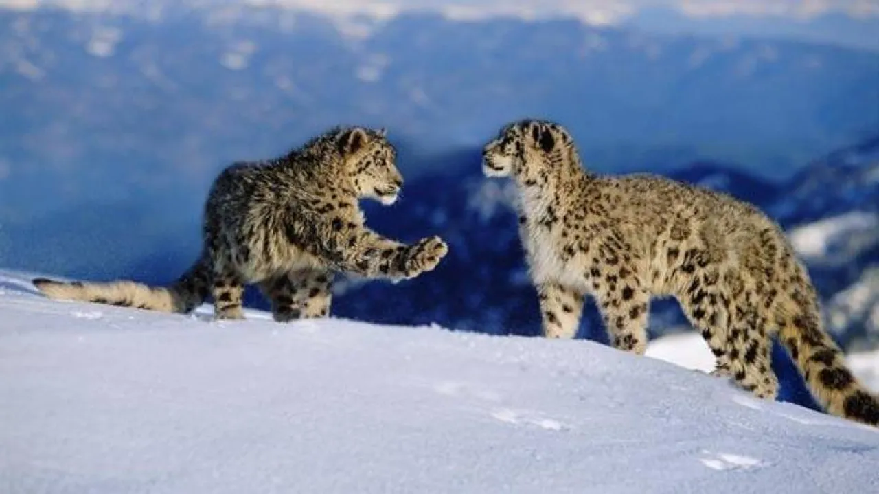 Arunachal MP seeks survey on snow leopards in the state