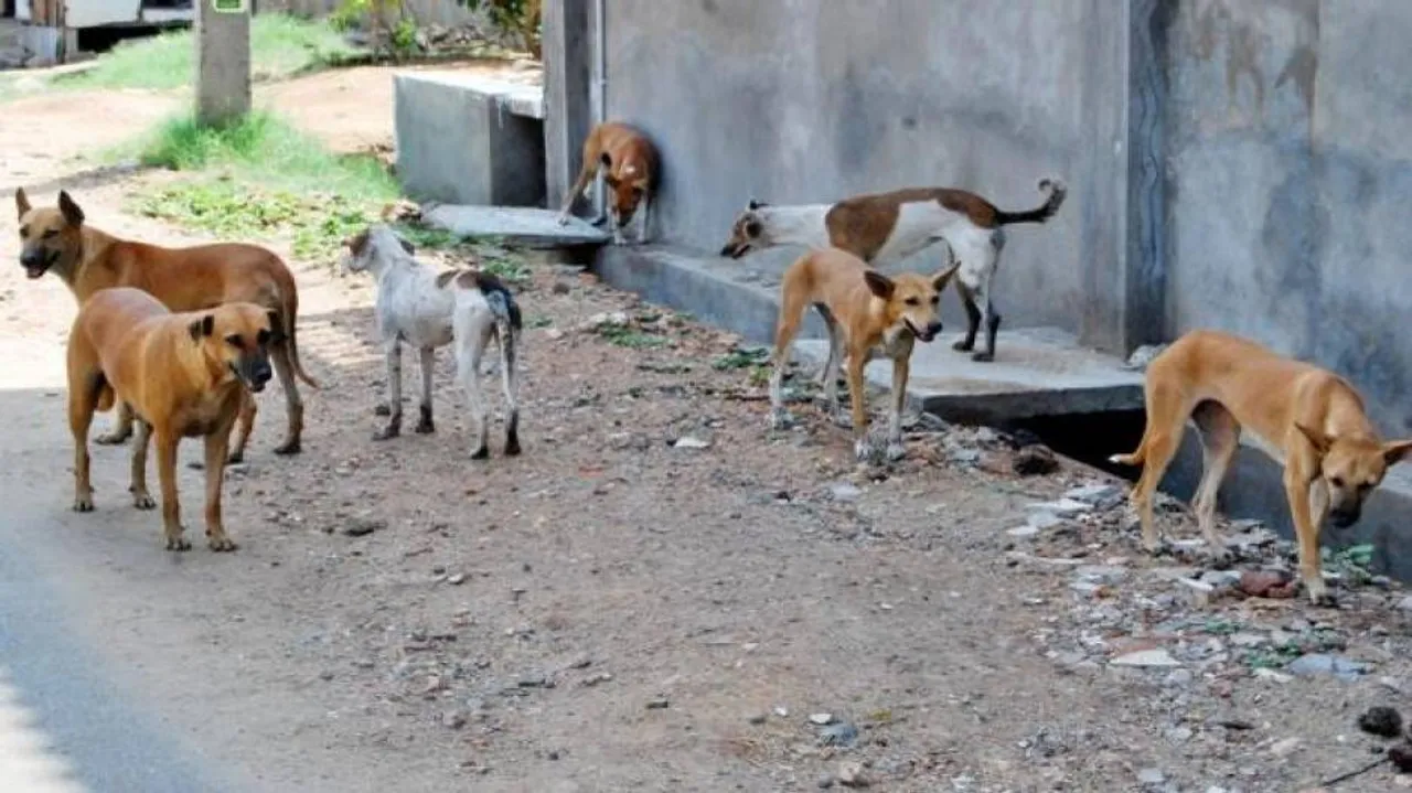 Dumped Baby Girl Saved By Stray Dogs
