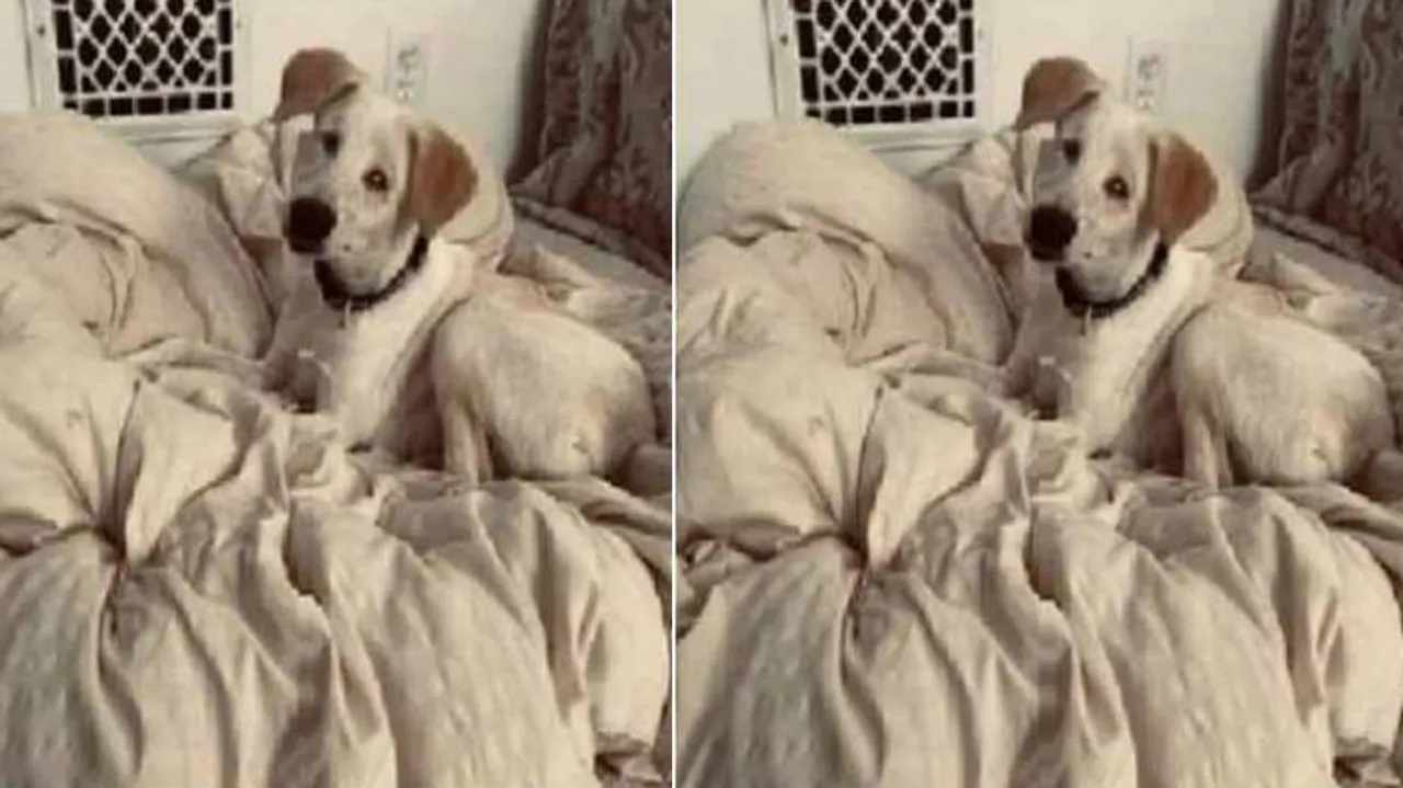 From Jhansi Streets To Pennsylvania Home: Stray & Blind Dog's Remarkable Turn Of Fate