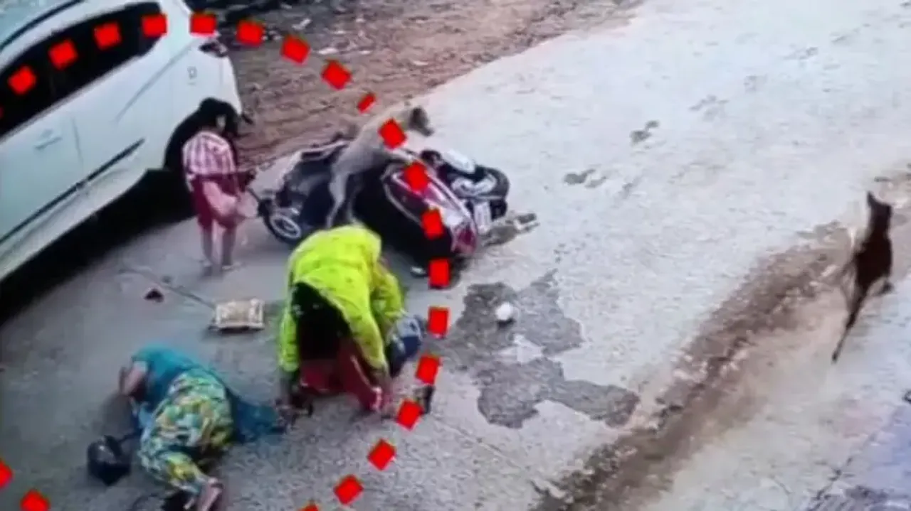 Stray Dog
