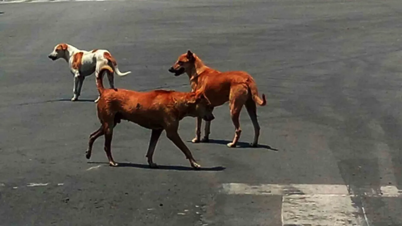 Stray Dogs