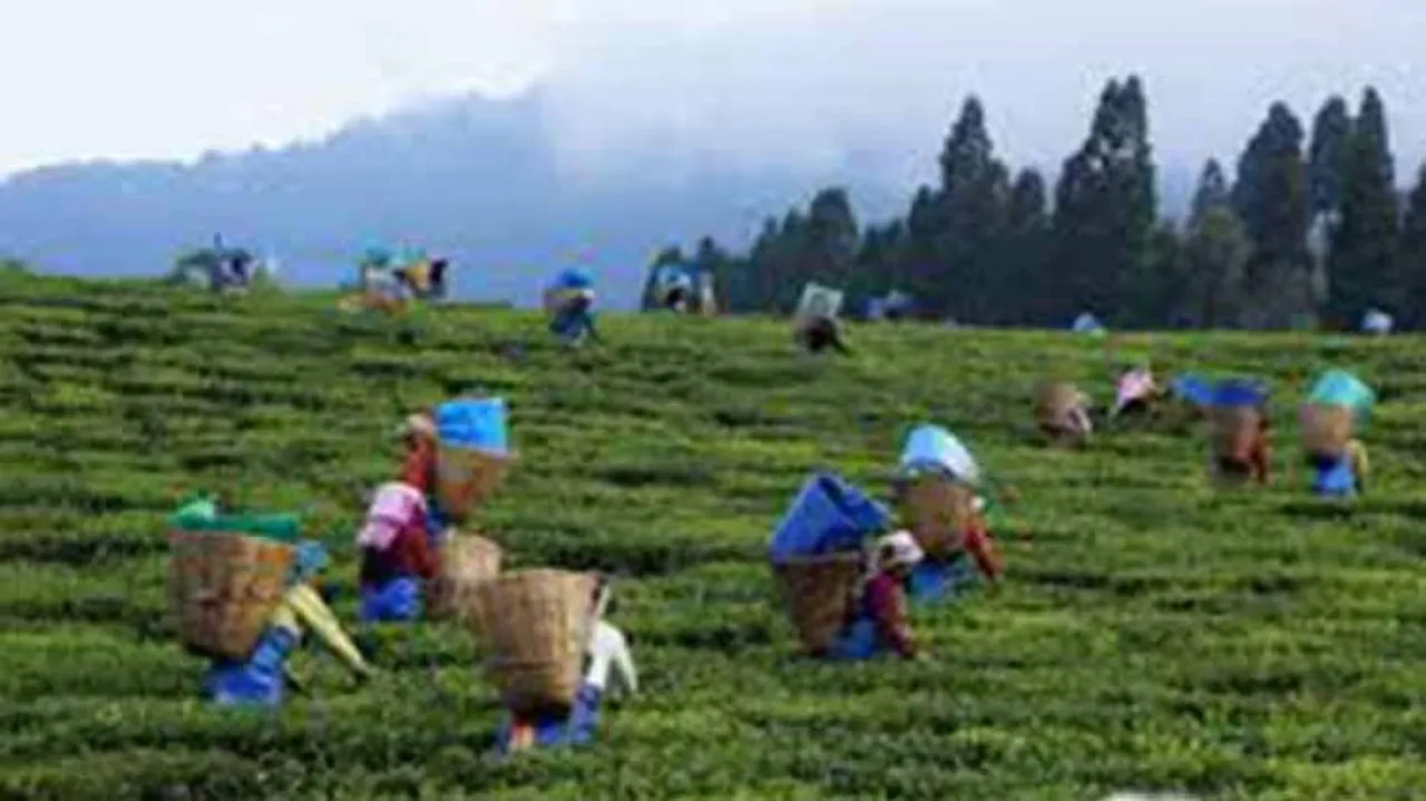 Tea Garden Workers' Bonus Issue Resolved
