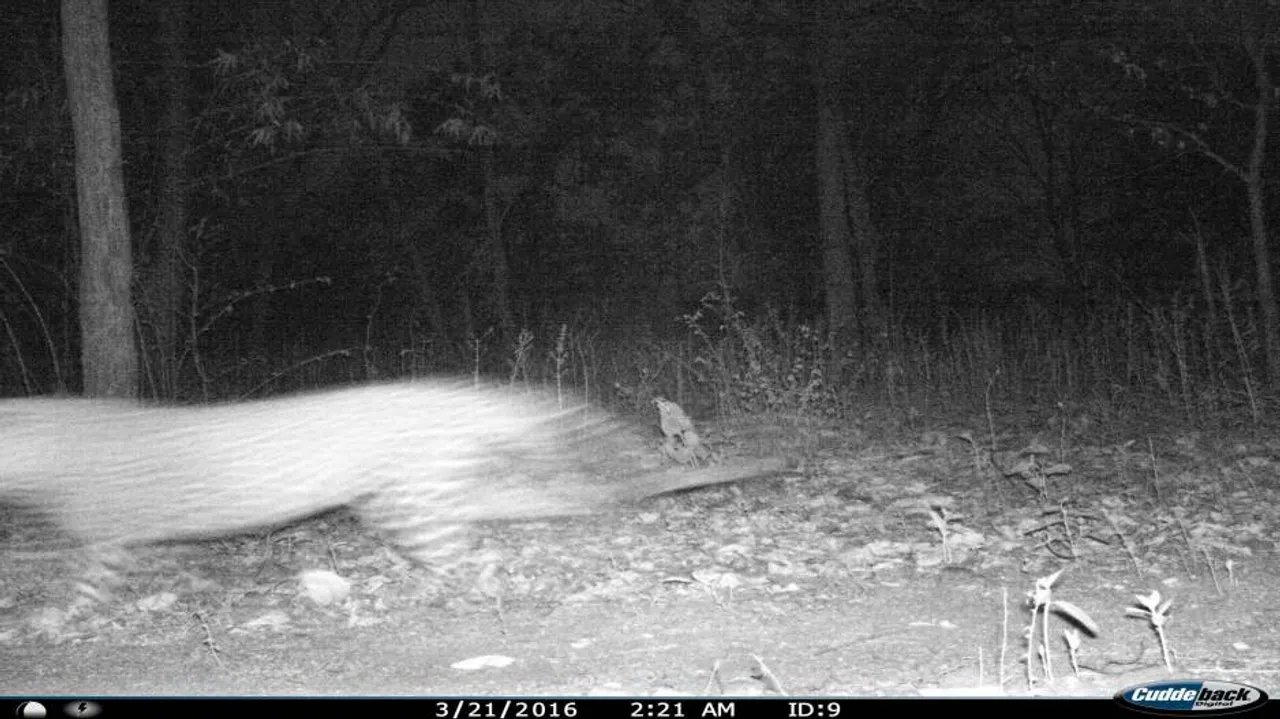 Tiger found in Sundargarh forest