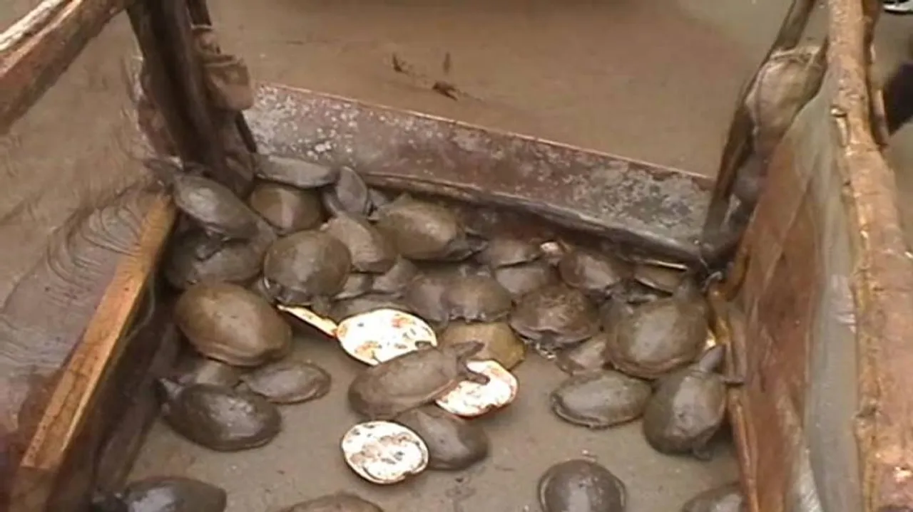 350 rare turtle species seized in Chitrakonda; 3 held