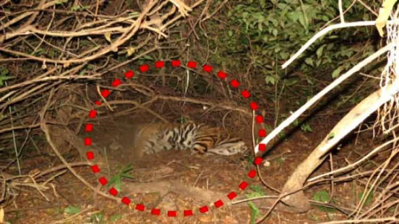 Tiger Mahavir died of multi organ failure: Post mortem report