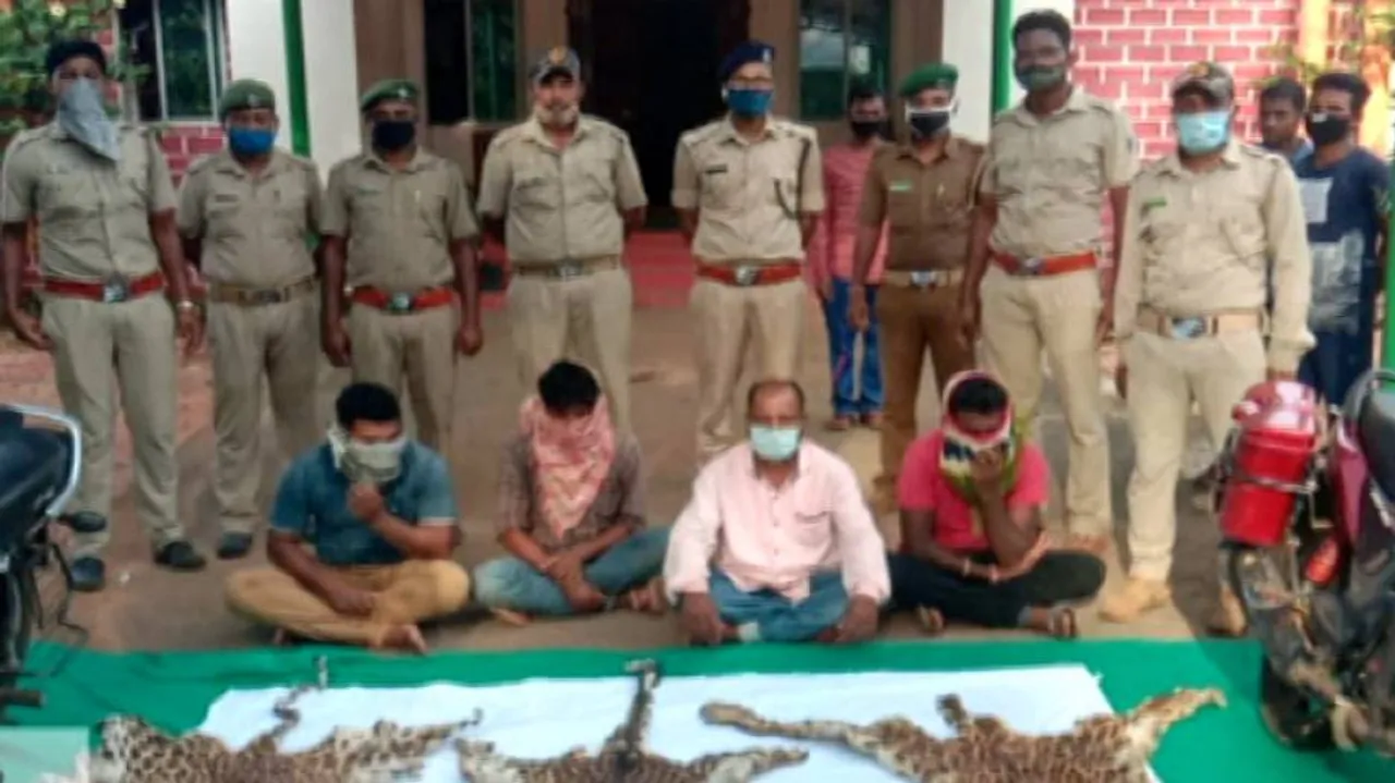 Nabarangpur: Three Leopard Skins Seized, 4 Arrested