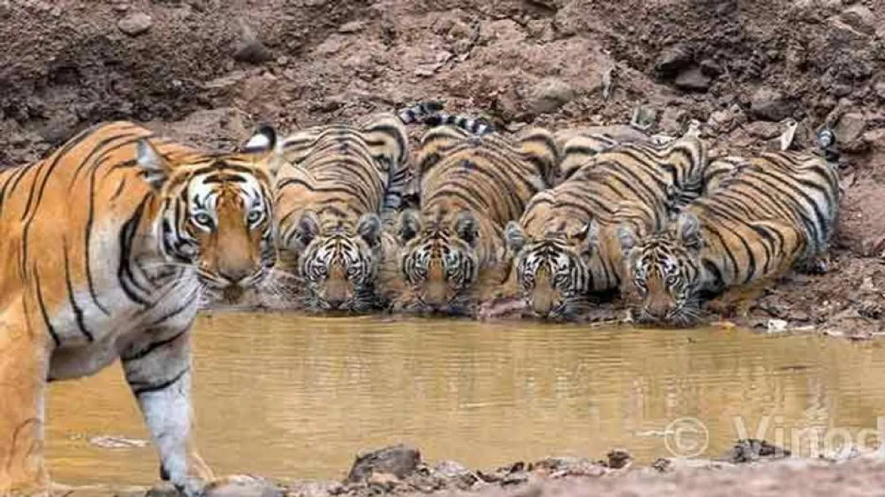 Tigress Keeps Guard As Cubs Drink Water, Twitter Amazes