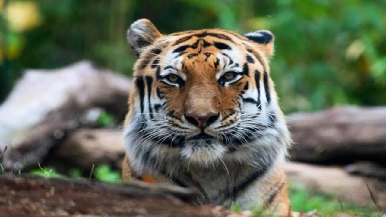 Tiger tests positive for coronavirus at New York's Bronx Zoo
