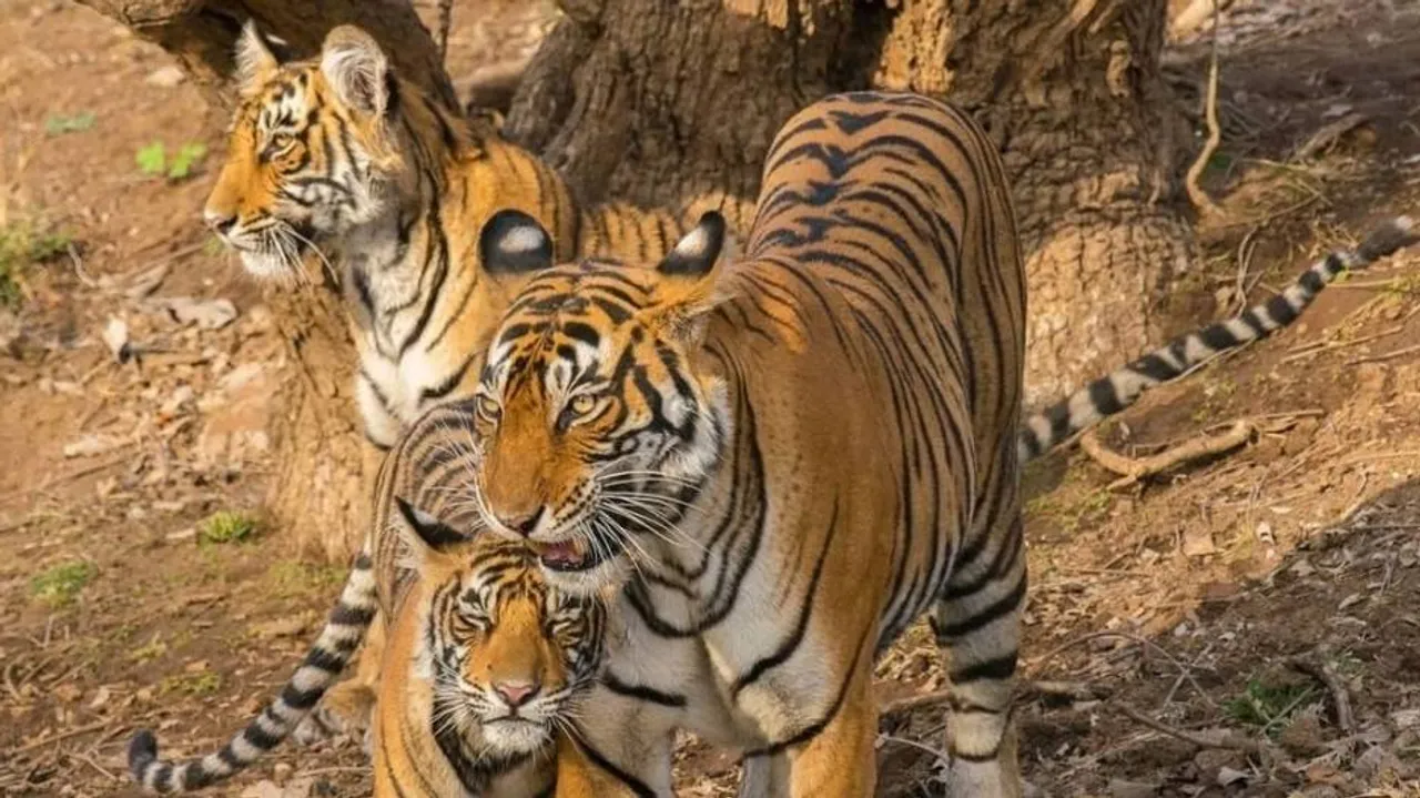 International Tiger Day: India Committed To Ensuring Safe Habitats For Its Tigers, Says PM Modi