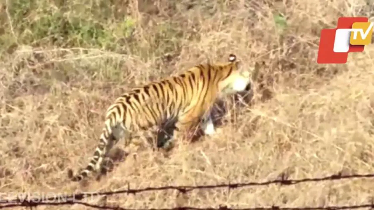 Tigress Sundari Translocated From Odisha To MP's Kanha Reserve