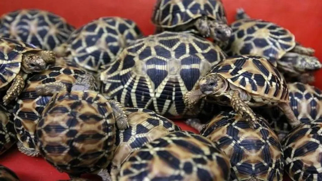 Revenue Intelligence seizes 406 star tortoises being smuggled to Bhubaneswar
