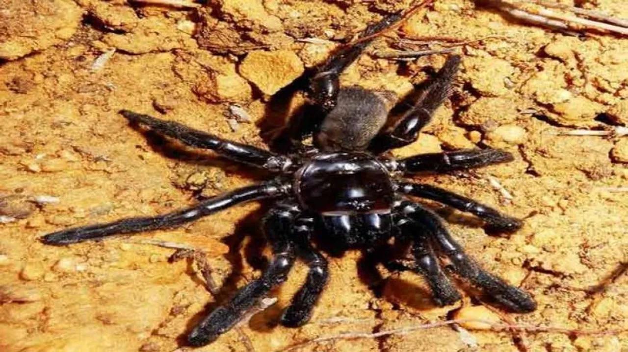 New Trapdoor Spider Species Discovered In Odisha