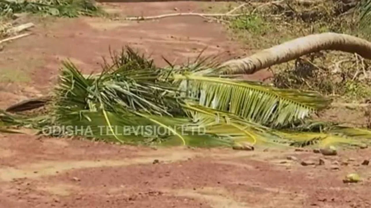 Odisha to spend Rs 200 crore for revival of coastal green cover