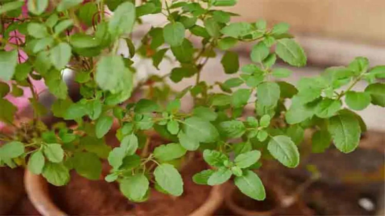 Add Tulasi to your diet to boost health: Expert