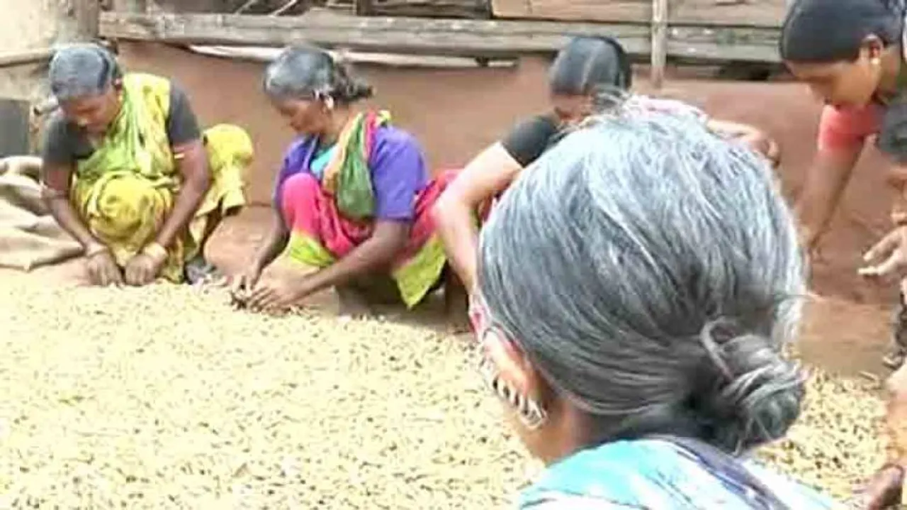 Kandhamal turmeric farmers seek govt assistance