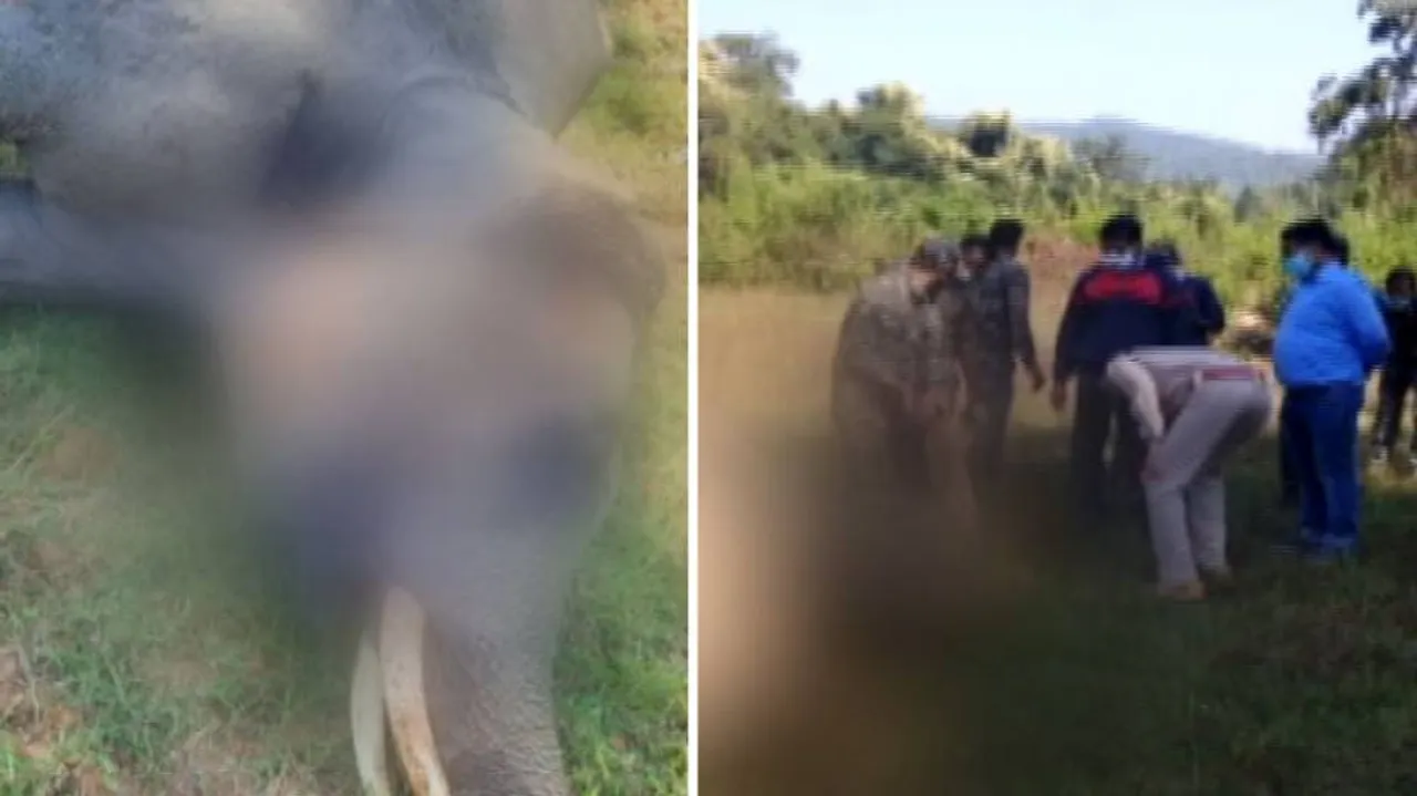 Tusker Electrocuted In Sambalpur, Elephant Calf Dies In Aska