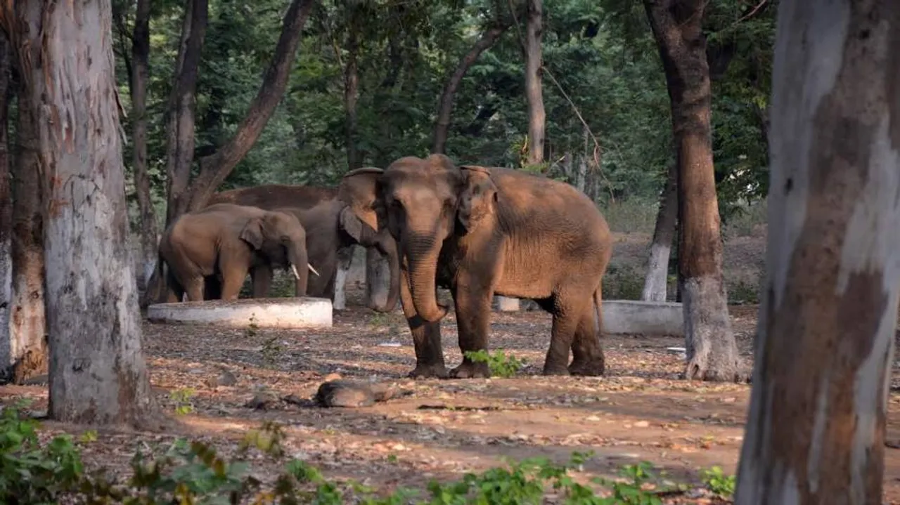Sleepless nights for wildlife personnel as limping tusker’s hide & seek continues