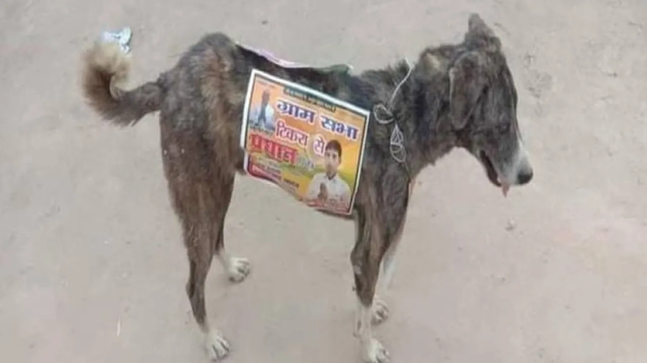 Candidates Use Dogs For Campaigning In UP Panchayat Polls