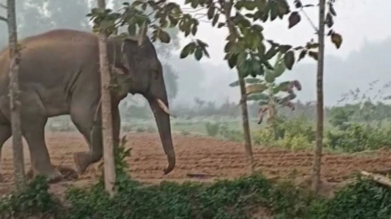 Odisha: Jharkhand Jumbos Giving Sleepless Nights To Balasore Residents