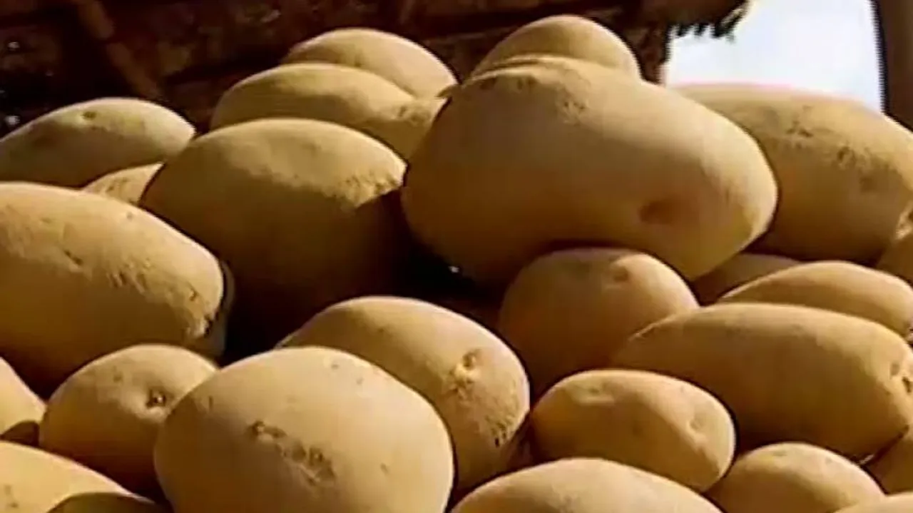 Potato Prices Soar In Odisha Due To Drop In Production