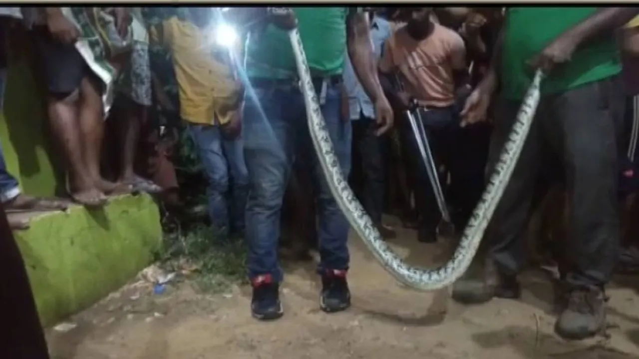 Watch: 5-Foot-Long Python Rescued In Banki