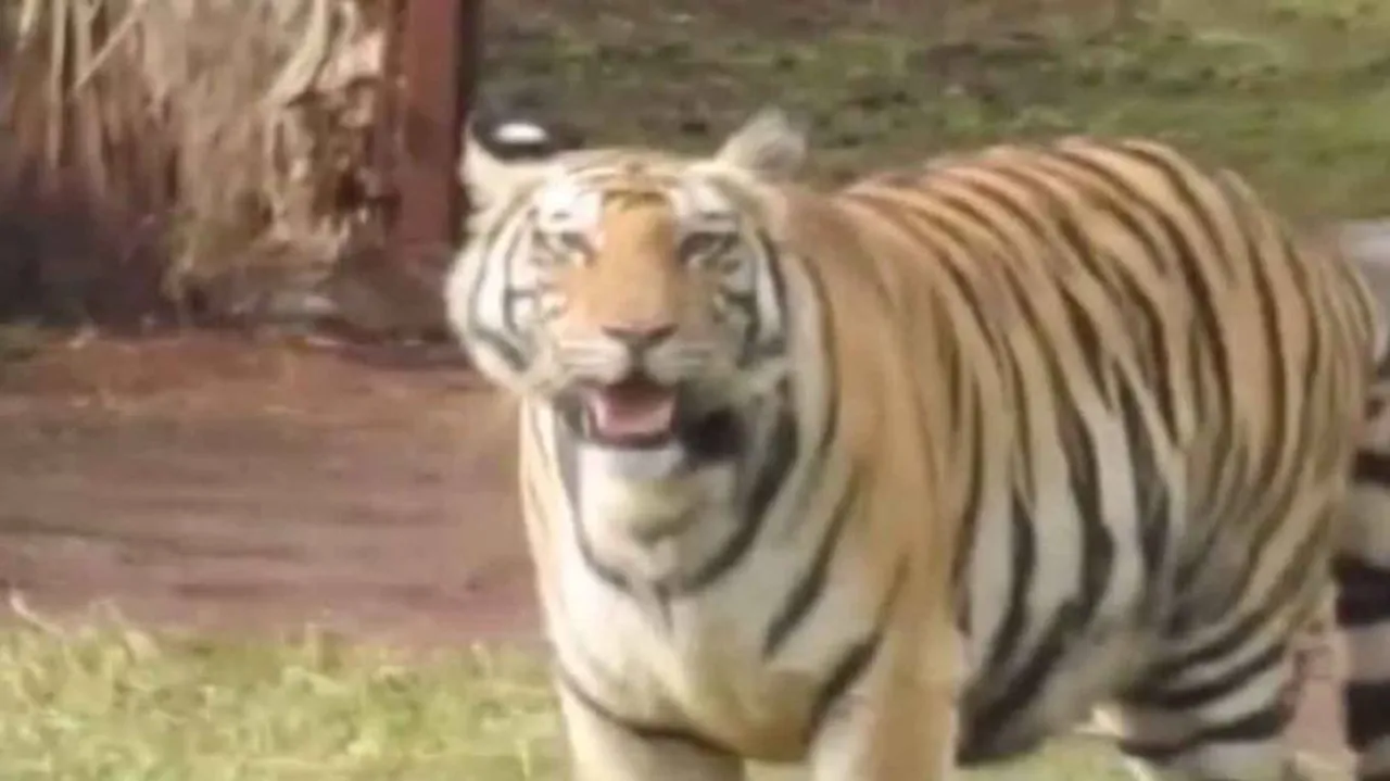 ‘Sundari’ released in Satkosia Tiger Reserve