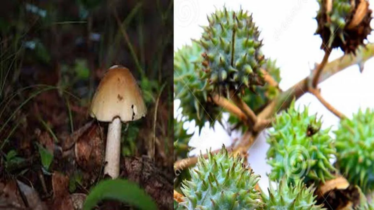 Food poisoning, Anthrax cases soar in Odisha as tribal rely on wild mushroom or dead cattle/goat meat!