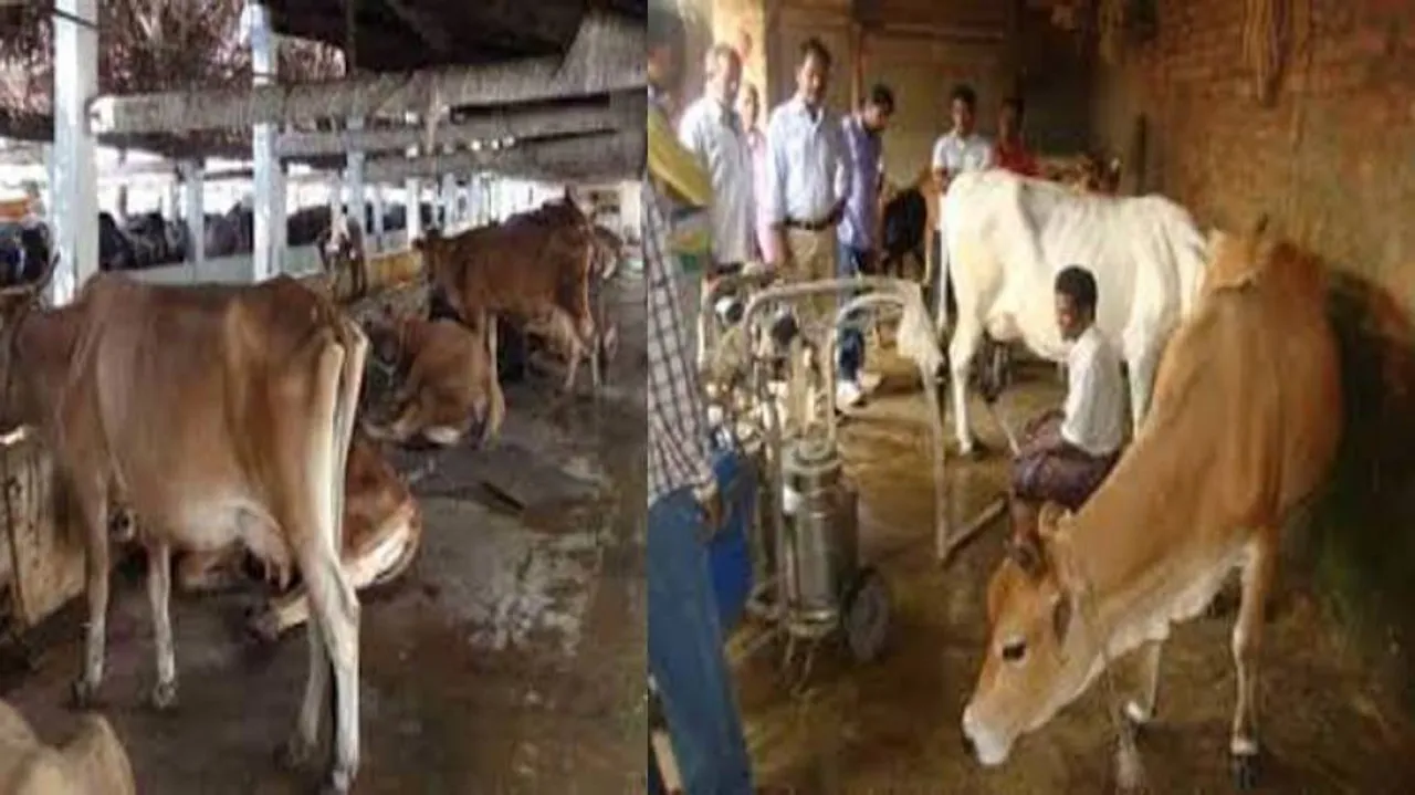 Right price, higher procurement will be the milk shake for ailing Odisha dairy farmers!