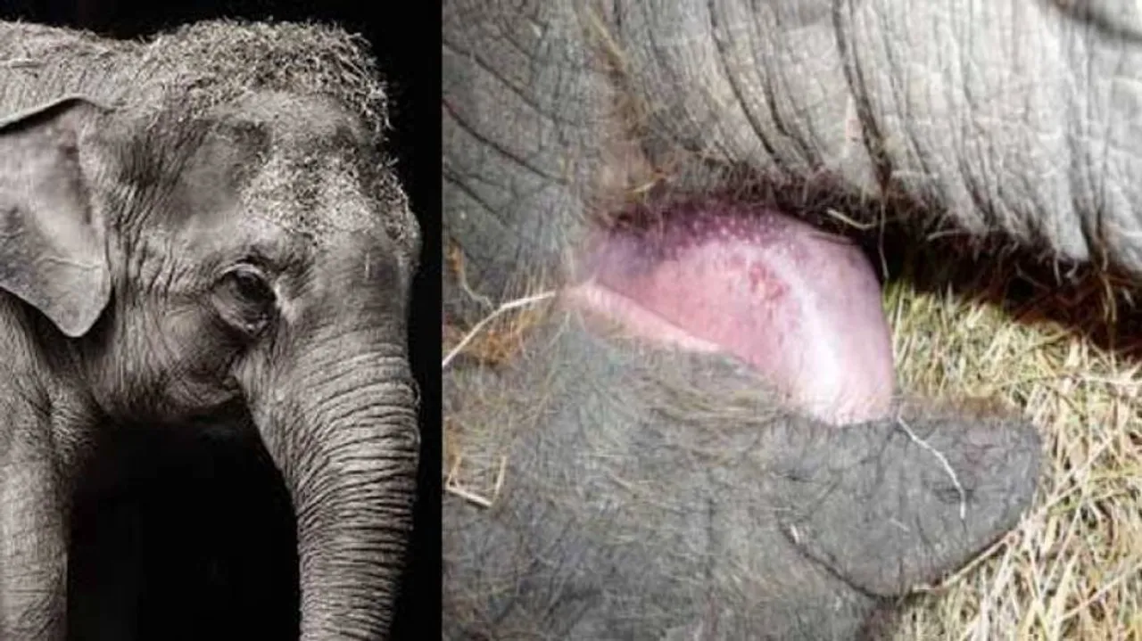3 Jumbo deaths in 25 days bare the 'jumbo' neglect in Vet care in Odisha zoos