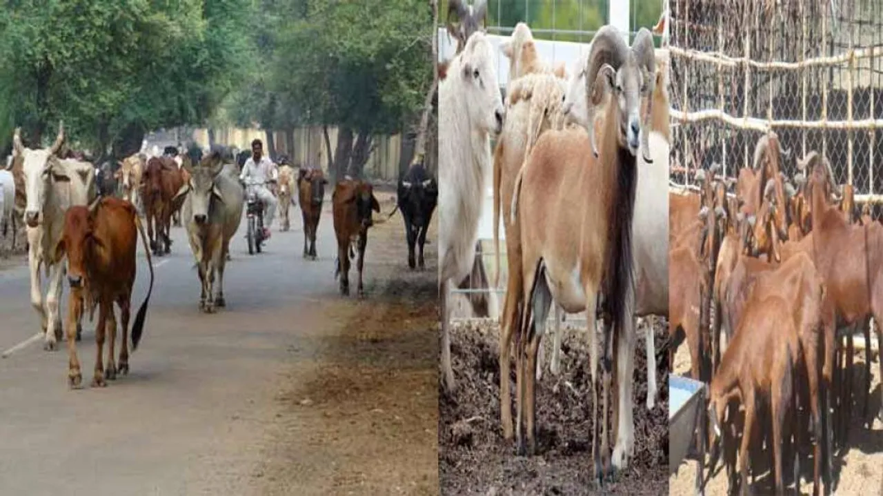 Trafficking or Unremunerative? Odisha records biggest dip in Cattle population in country!