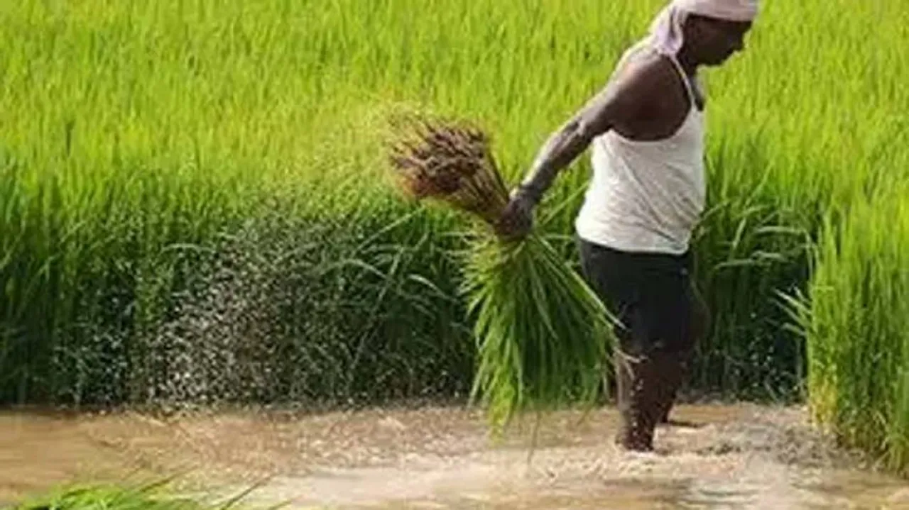 Erratic Odisha Rainfall pares paddy sowing 7%,  production by 2.6 LMT