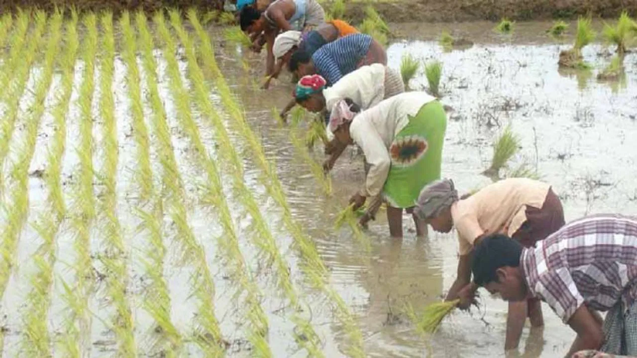 Farm distress: Agro labour wage growth turns negative in Odisha in 2018-19