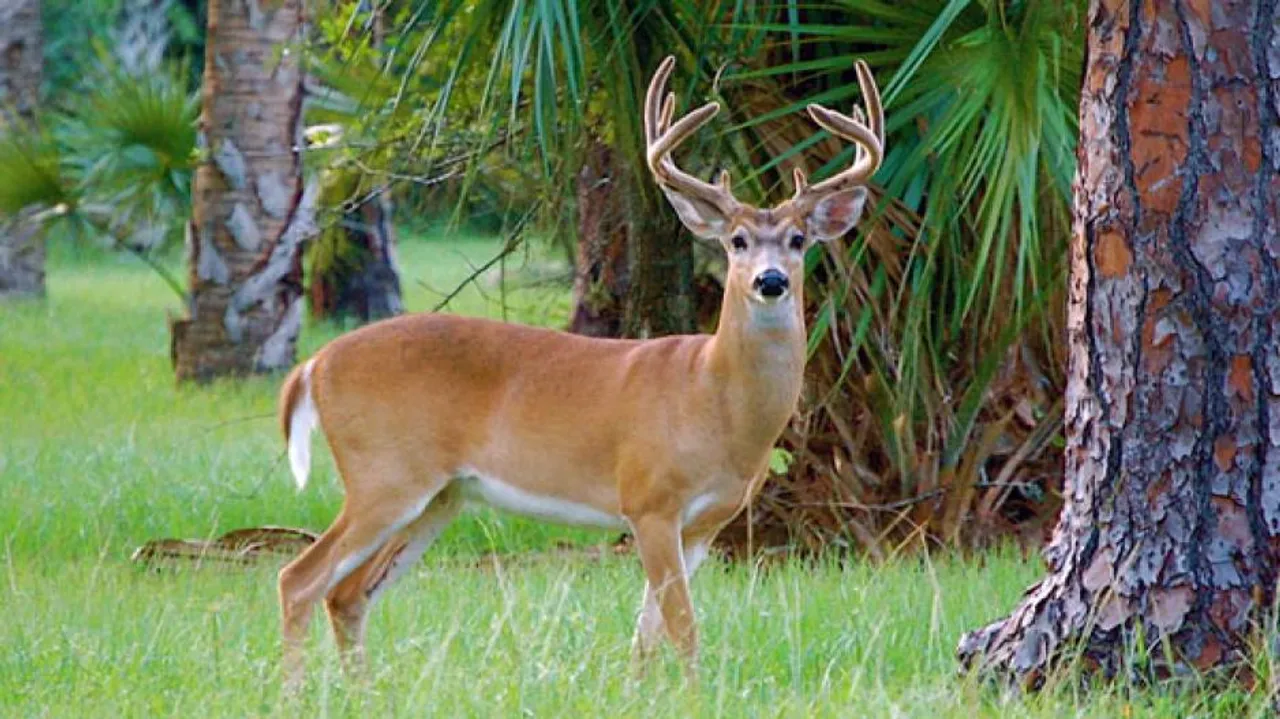 15 kg venison seized, poacher held