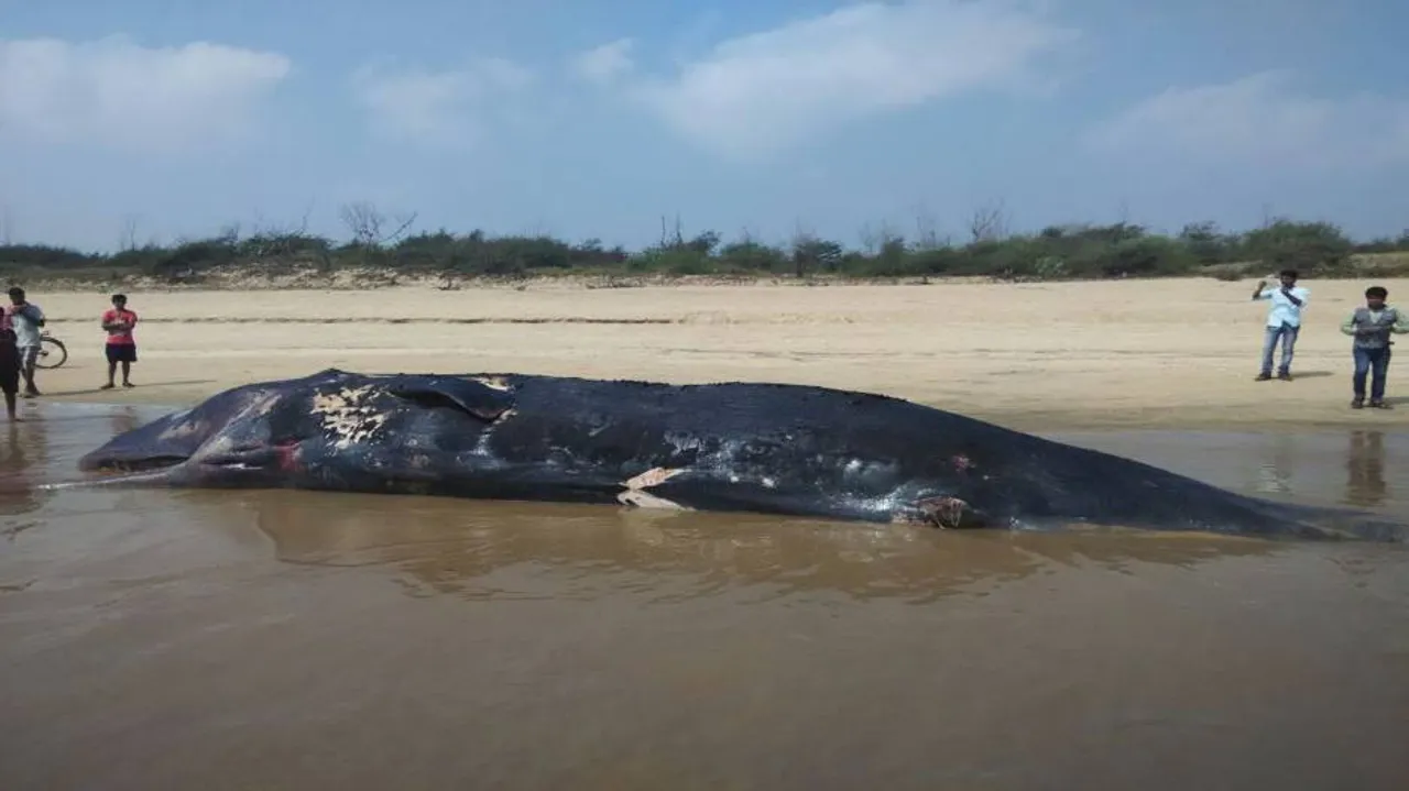 Carcass of 52-feet whale washes ashore in Kendrapara