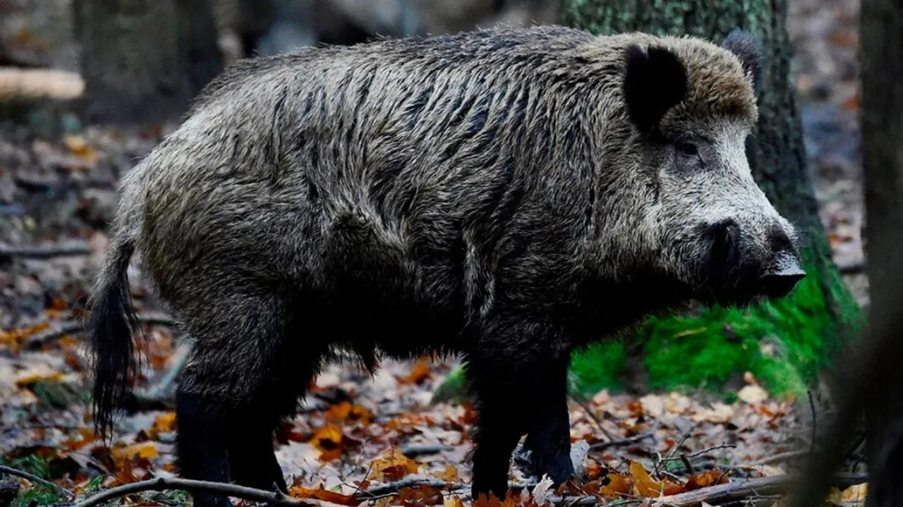 WIld boar