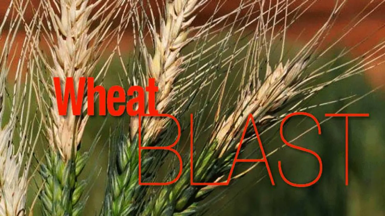 Bangladeshi scientists offer to help India combat wheat blast