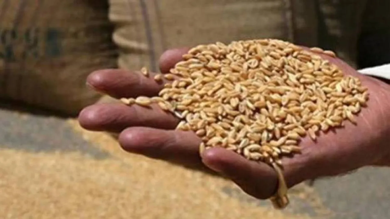 Govt hikes wheat MSP by Rs 85/qtl; pulses up to Rs 325/qtl