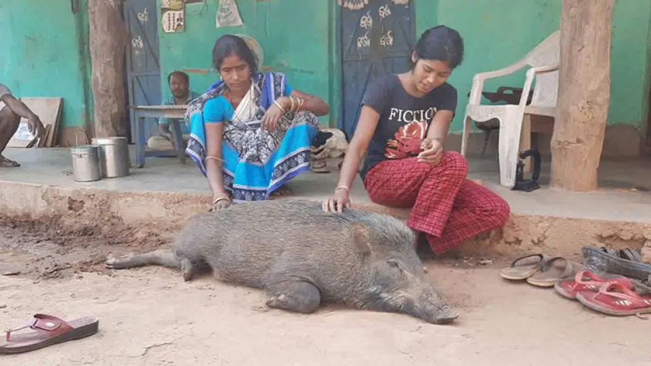 Odisha: Seized 'Pet' Wild Boar Makes Emotional Homecoming