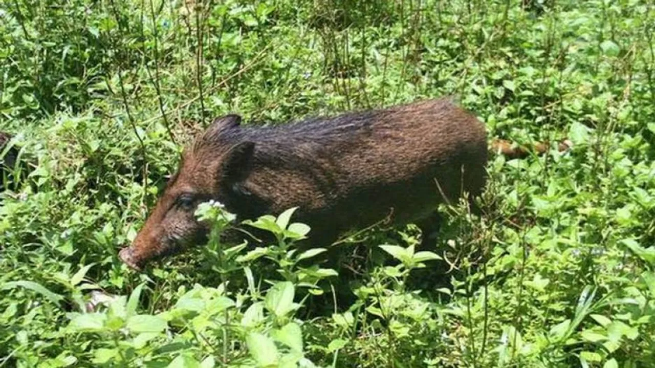 Odisha: Mysterious Deaths Of Wild Boars In Berhampur Trigger Panic