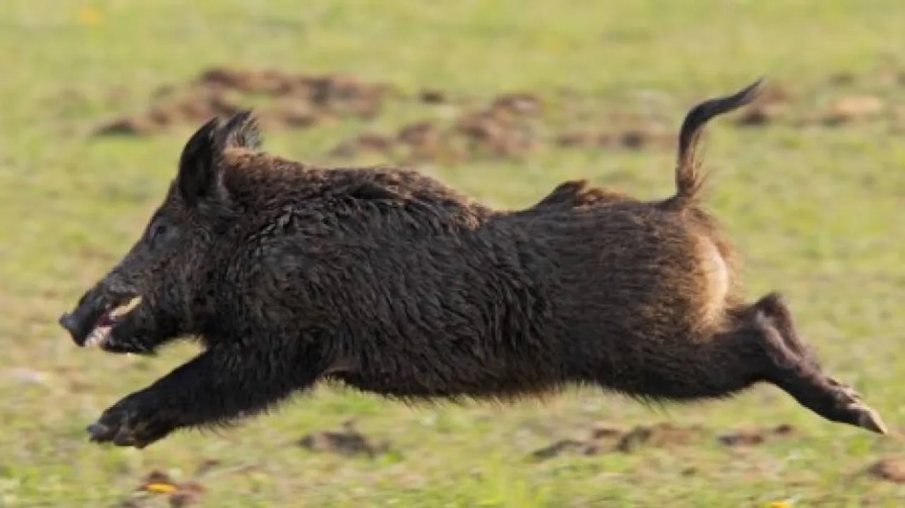 Three injured in wild boar attack