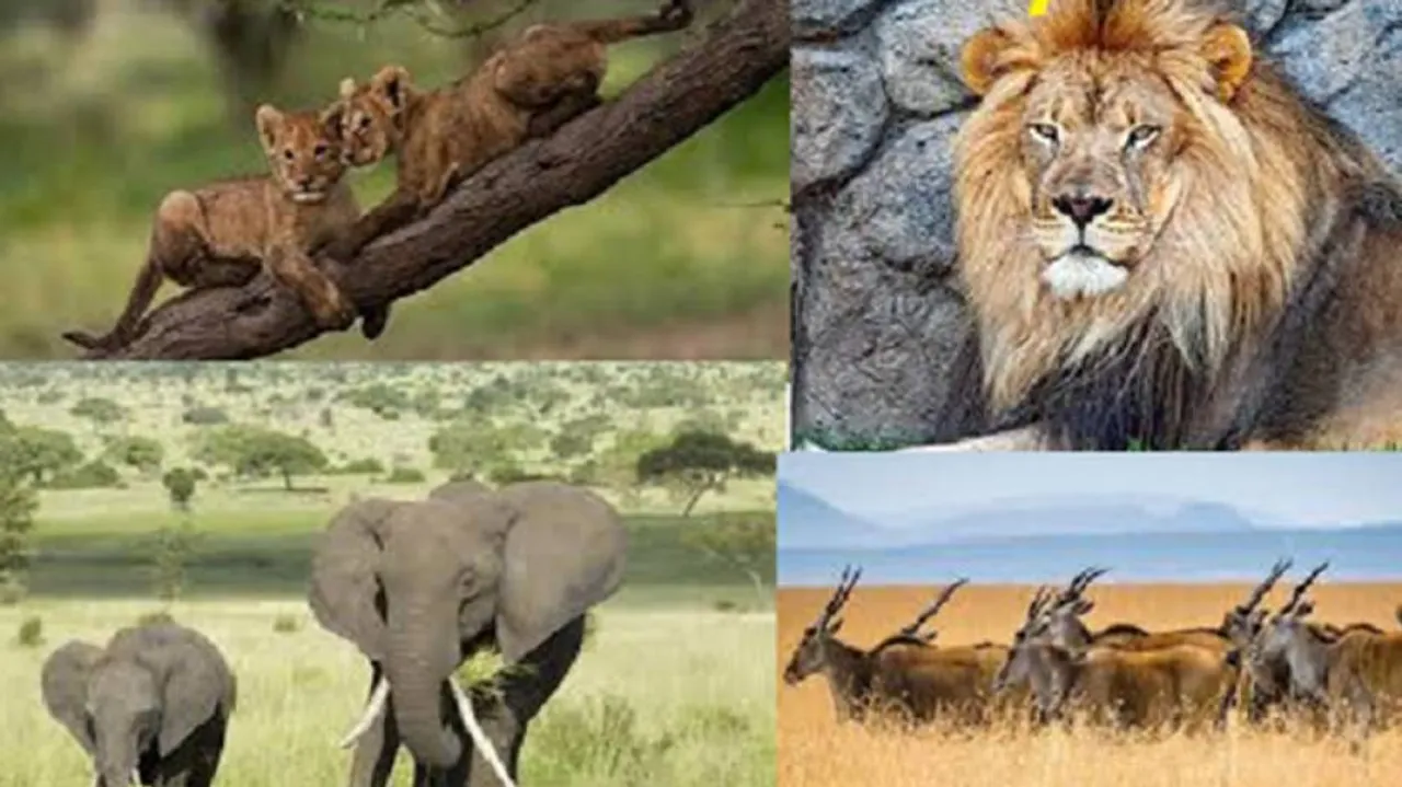 World Wildlife Day: VP Naidu, PM Modi Stress On Protection Of Animals