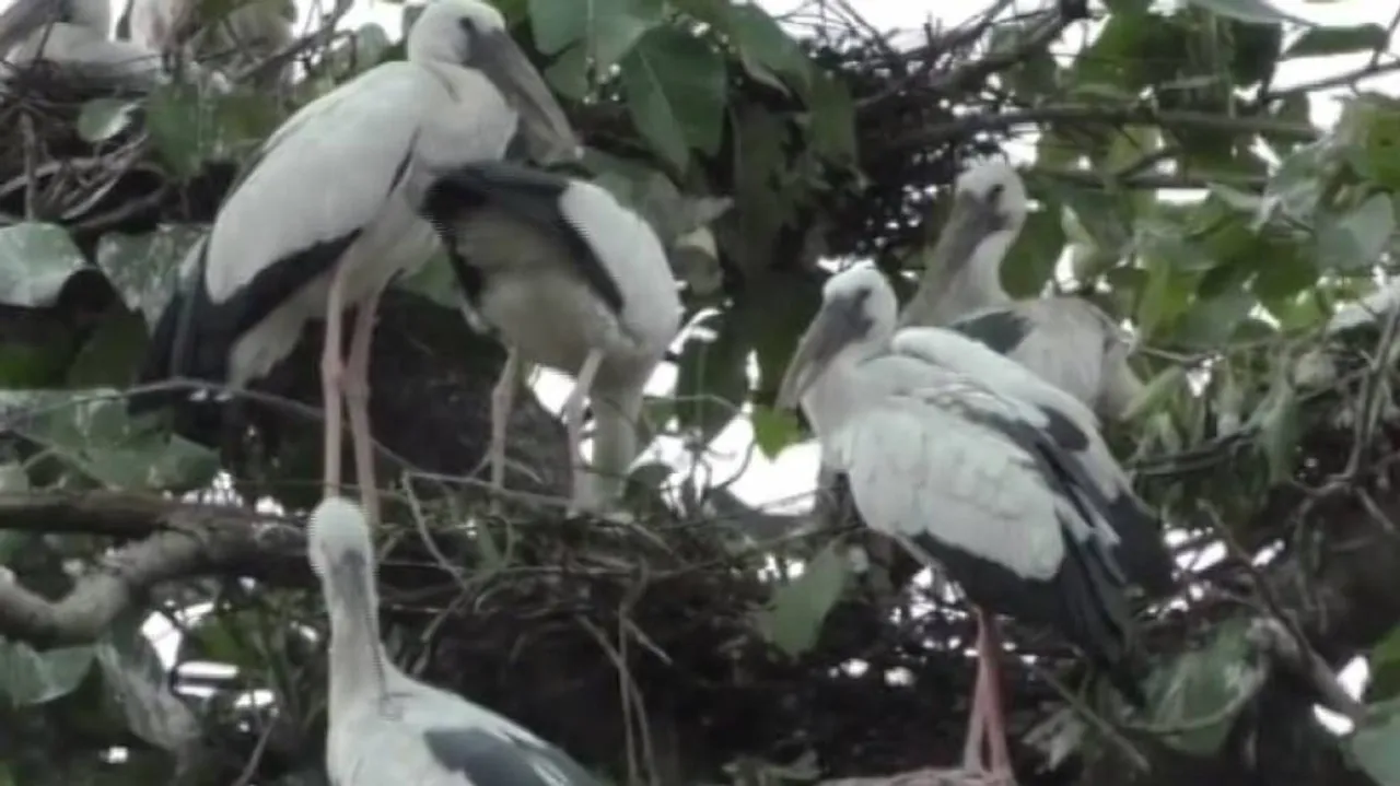 Migratory birds from far-off lands flock Bhatli