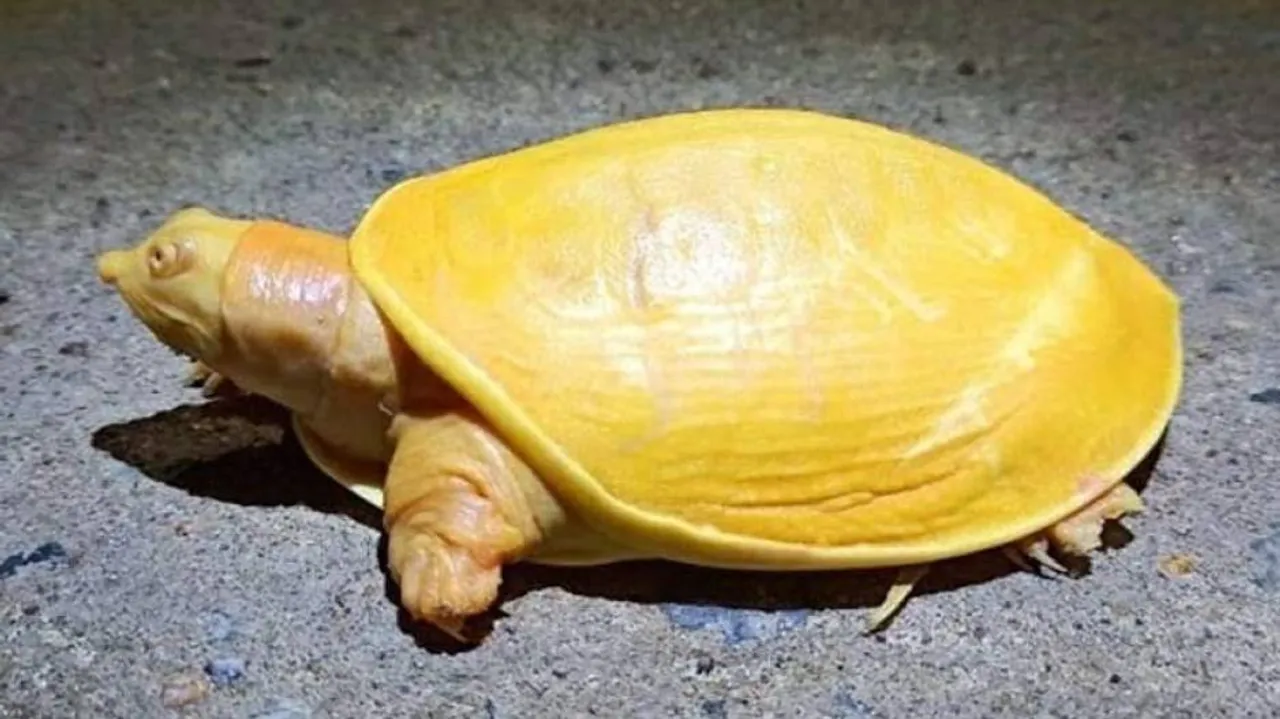 Rare Yellow Turtle Rescued In Odisha's Balasore | Watch Video