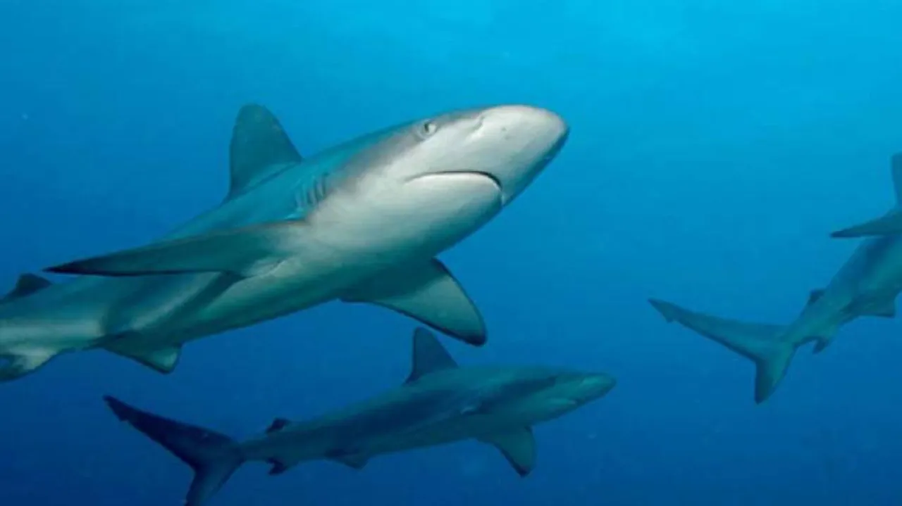 Scientists identify first known 'vegetarian' shark