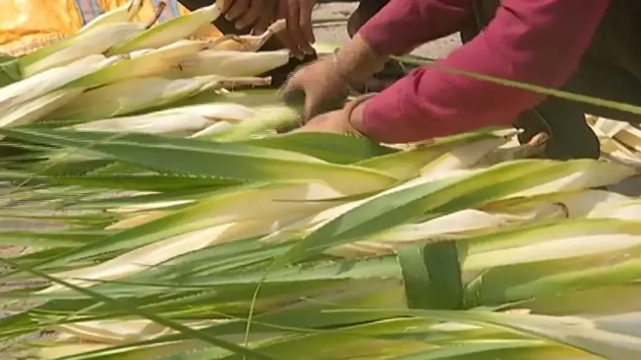 Odisha govt’s package nothing more than a drop in ocean for Ganjam’s poor Kewda farmers!