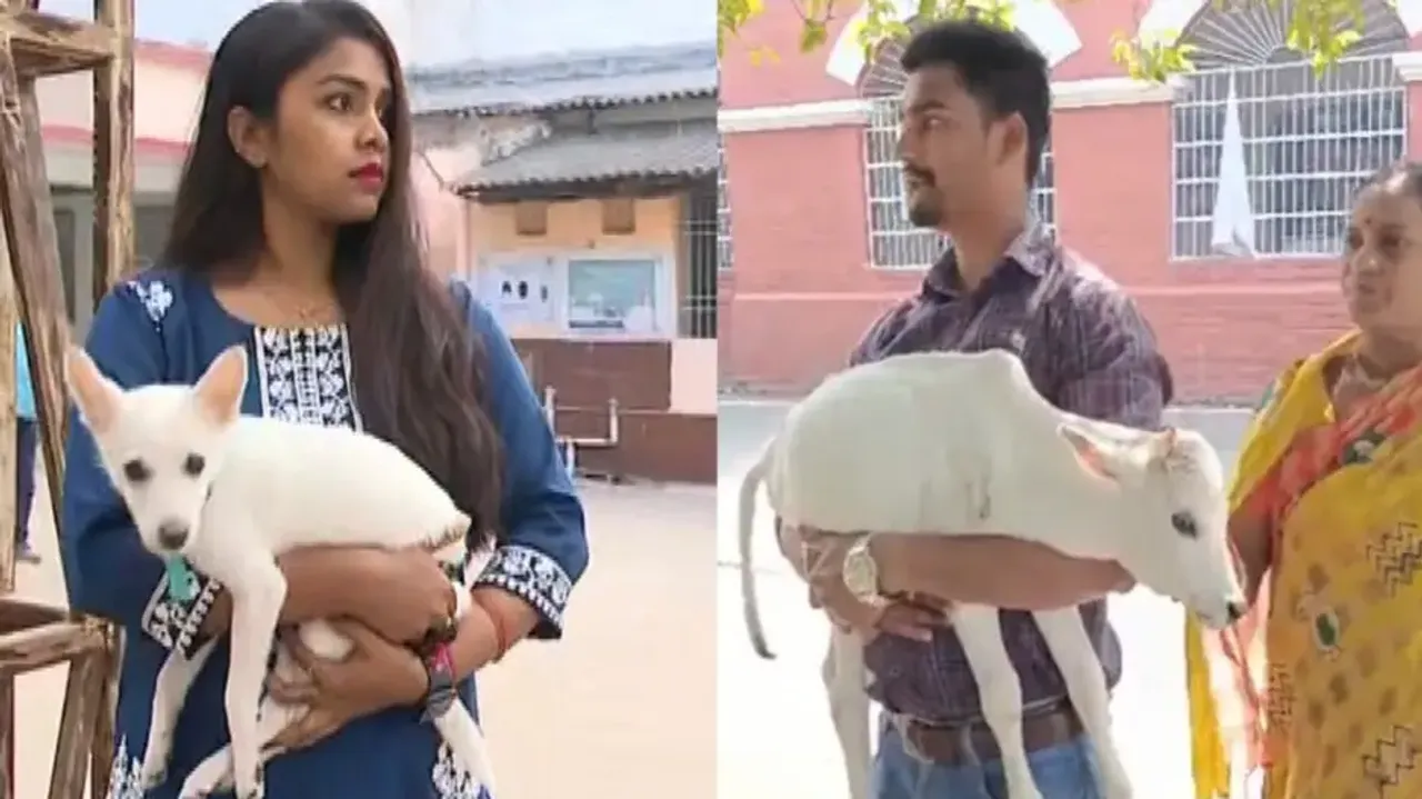 Odisha veterinary doctors’ strike derails livestock healthcare service 