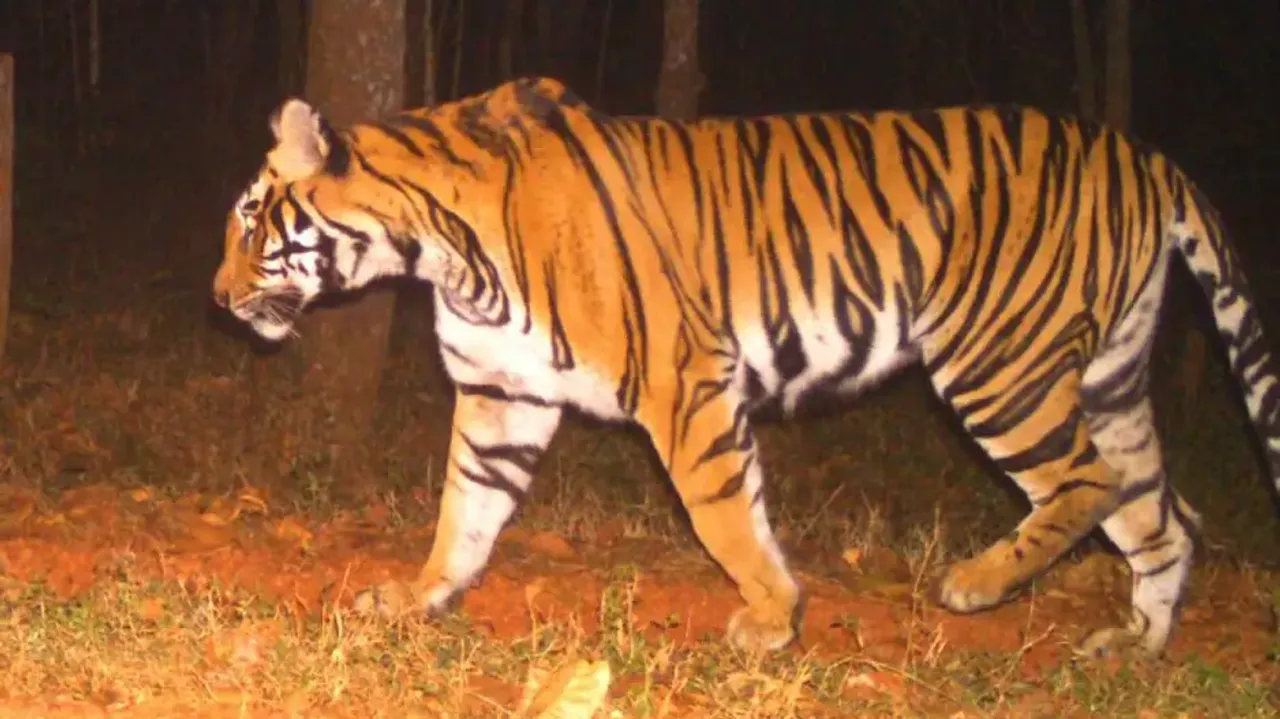 Odisha's tiger population pegged at 30 by first state-wide estimation  