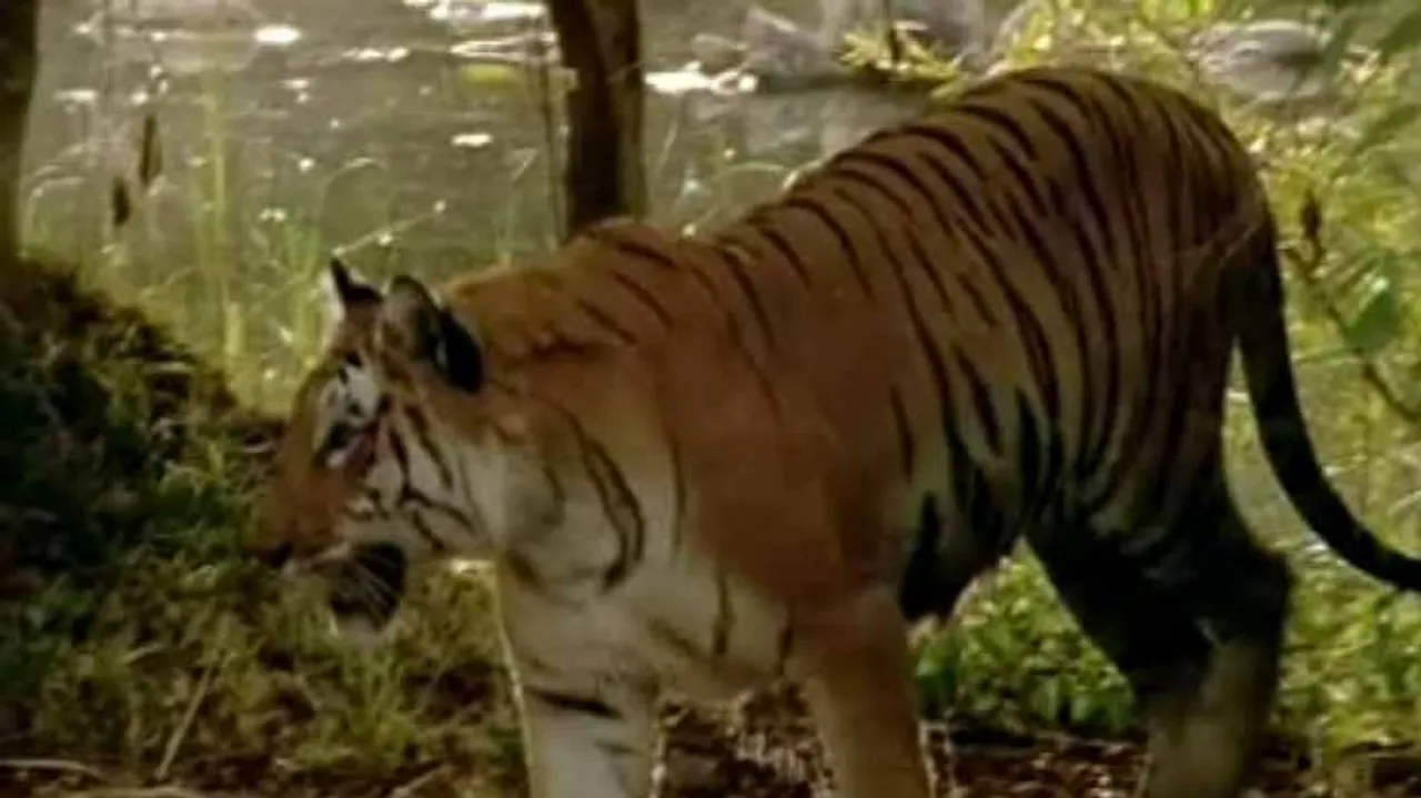 Tigers roaming in Satkosia triggers panic among villagers