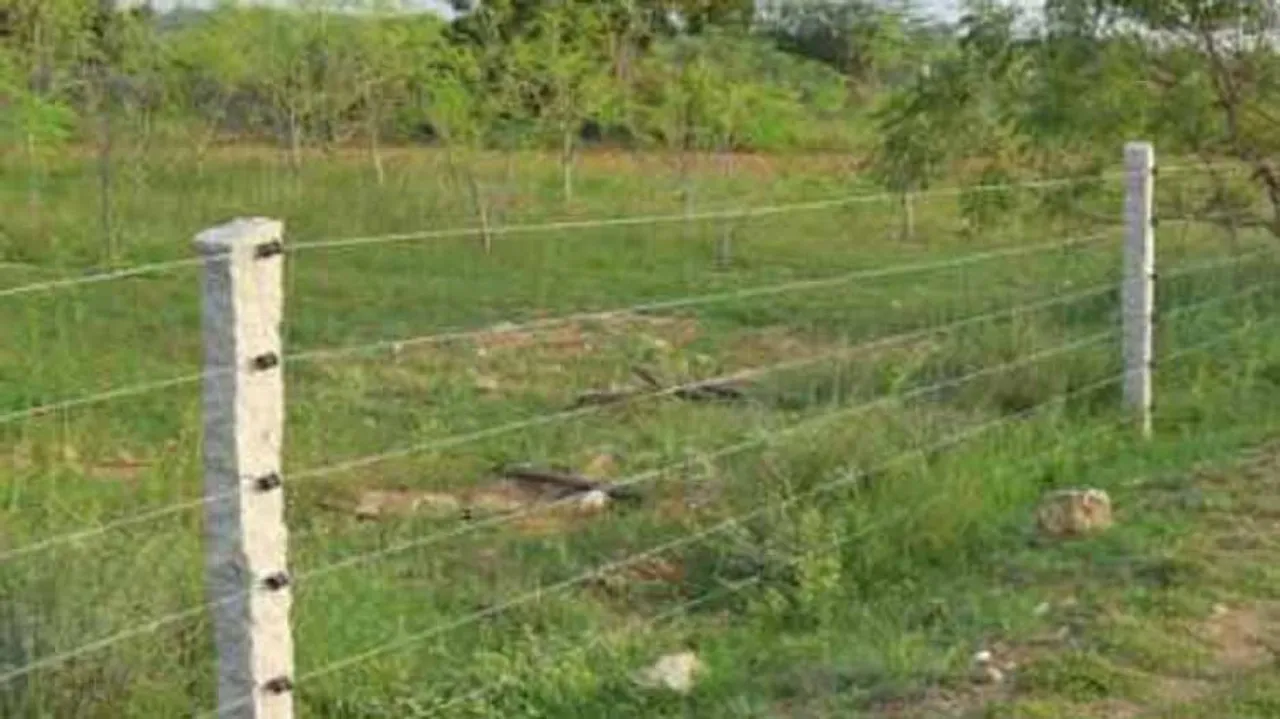 10 cattle electrocuted to death in Nilagiri