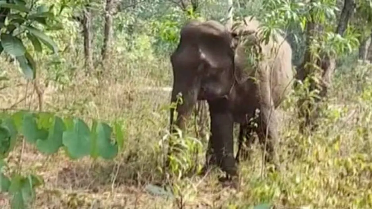 Odisha: 1 More Elephant Dies Of Septicaemia In Karlapat Sanctuary, Toll Mounts To 6